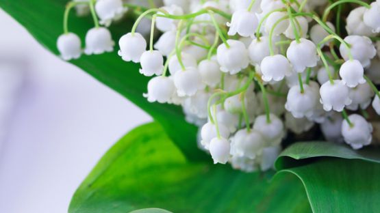 Coronavirus (COVID-19) : quelle règlementation pour la vente de muguet en 2021 ?