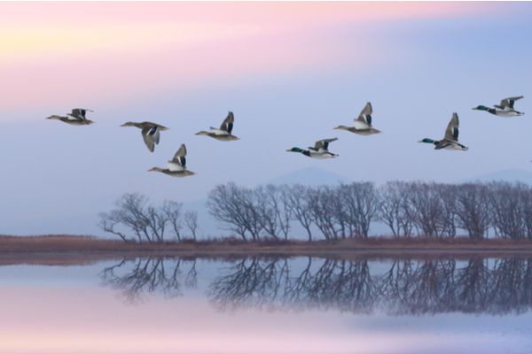 Grippe aviaire : un niveau de risque « modéré » !