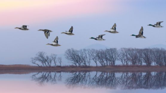 Grippe aviaire : un niveau de risque « modéré » !