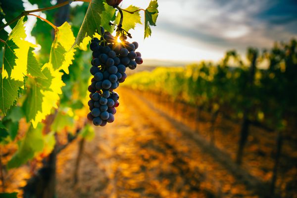 Agriculteurs : le point sur la lutte contre la flavescence dorée de la vigne