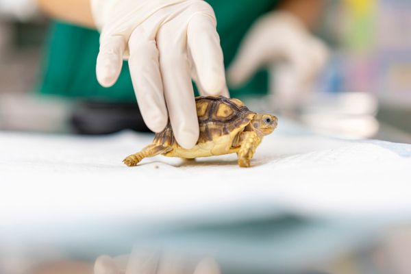 Une aide financière pour les centres de soins de la faune sauvage