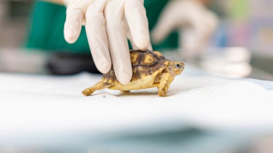 Une aide financière pour les centres de soins de la faune sauvage