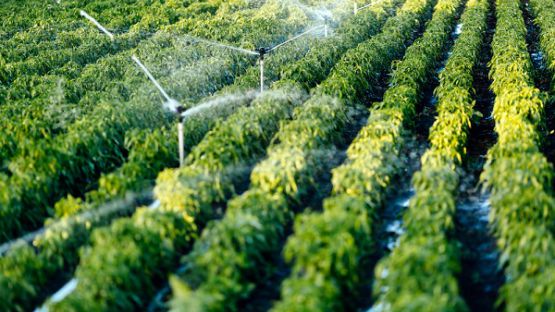 Coronavirus (COVID-19) et cotisations sociales : une aide pour les employeurs agricoles