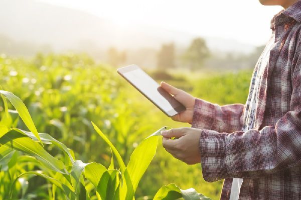 Coronavirus (COVID-19) : des arrêts de travail dérogatoires pour les travailleurs non-salariés agricoles ?