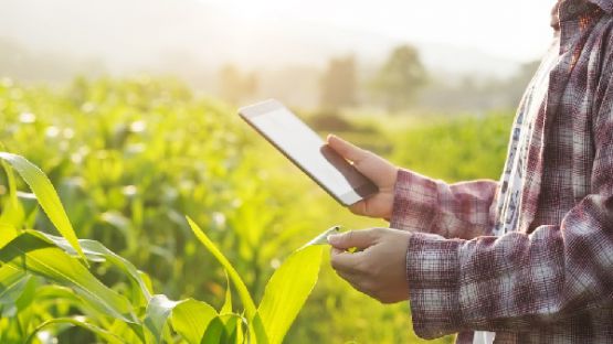 Coronavirus (COVID-19) : des arrêts de travail dérogatoires pour les travailleurs non-salariés agricoles ?