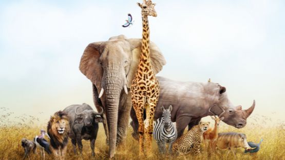 Coronavirus (COVID-19) : une nouvelle aide pour les cirques animaliers