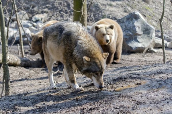 Eleveurs : comment se protéger de l’ours et du loup ?