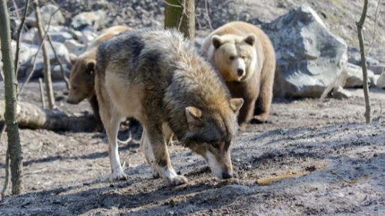 Eleveurs : comment se protéger de l’ours et du loup ?