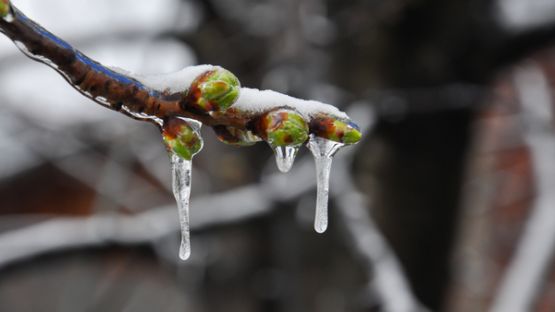 Agriculteurs : un point sur les mesures destinées à compenser les pertes causées par le gel