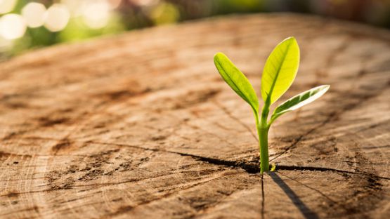 Protection de l’environnement : quelle indemnisation pour les associations ?