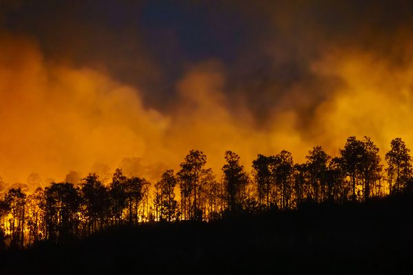 Feux de forêt : les conseils pour les éviter