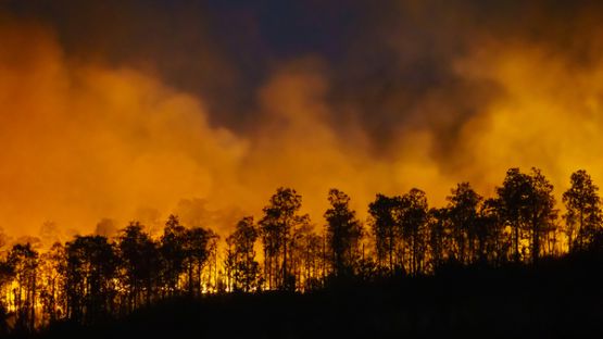 Feux de forêt : les conseils pour les éviter