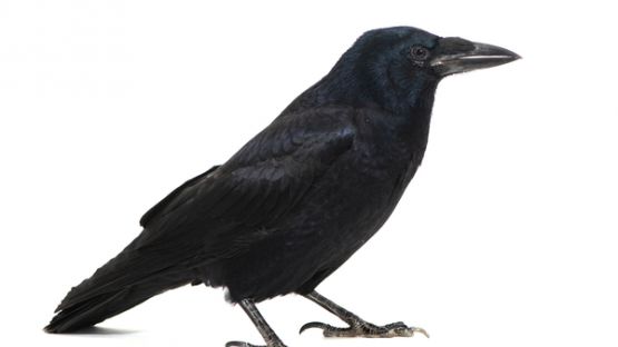 Agression d’un salarié : menace non prise au sérieux = employeur fautif ?