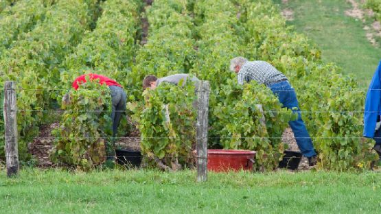 Travail saisonnier : petit guide à l’embauche de travailleurs étrangers