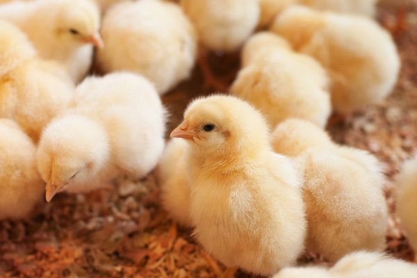 Fin de l’élimination des poussins mâles en France !