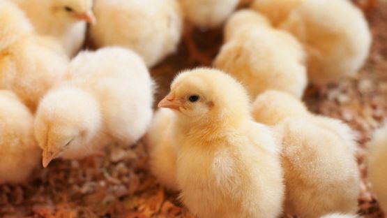 Fin de l’élimination des poussins mâles en France !