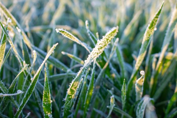 Une aide pour les entreprises agricoles touchées par l’épisode du gel du mois d’avril 2021