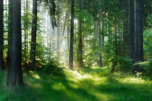 Loi Climat : améliorer la gestion durable des bois et forêts