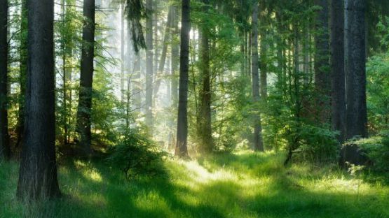 Loi Climat : améliorer la gestion durable des bois et forêts