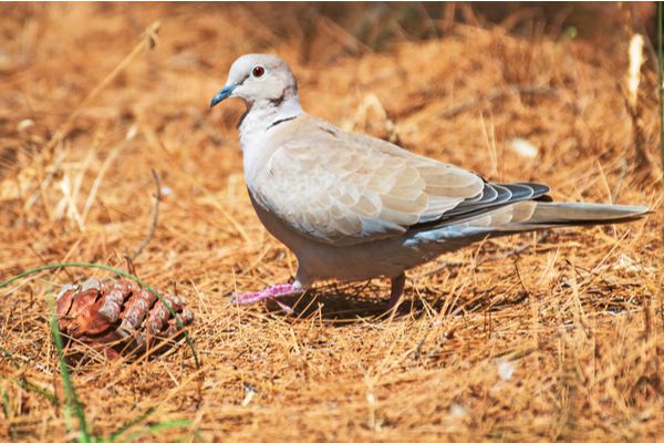 Grippe aviaire : il faut désormais tenir compte de la chasse