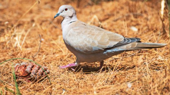 Grippe aviaire : il faut désormais tenir compte de la chasse