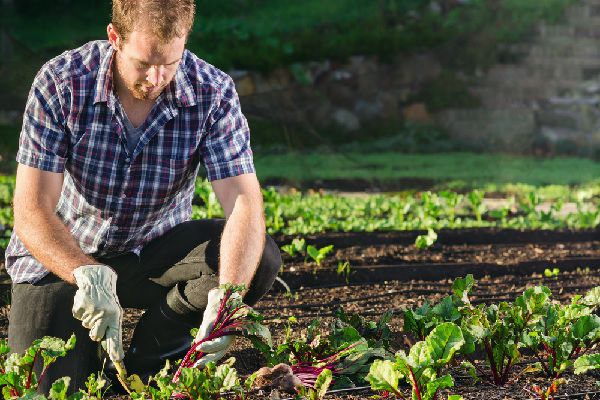 Agriculture biologique : un registre à tenir