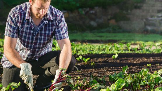 Agriculture biologique : un registre à tenir
