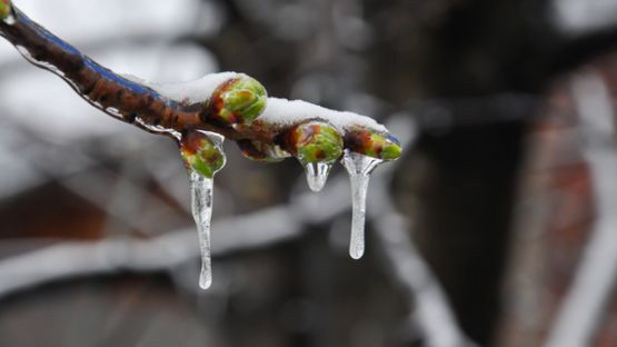 Cotisations sociales des agriculteurs touchés par le gel : un délai supplémentaire ?