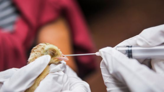 Grippe aviaire : une réglementation renforcée