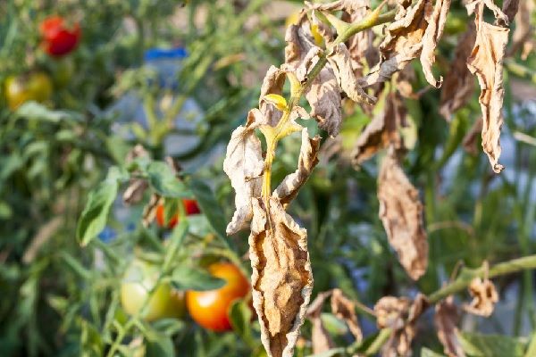 Agriculteurs : mieux lutter contre le virus de la tomate en 2022