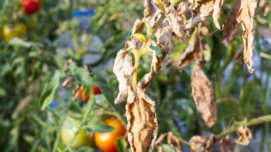 Agriculteurs : mieux lutter contre le virus de la tomate en 2022