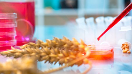 OGM : une réglementation modifiée