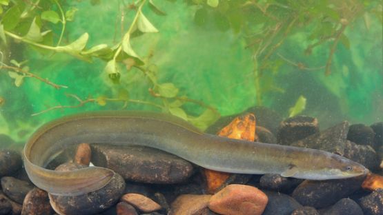 Pêche d’anguilles : quel quota pour la campagne 2021/2022 ?