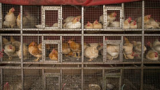 Mieux lutter contre les maladies animales transmissibles