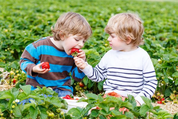Agriculteur : des fraises sans pesticide ?