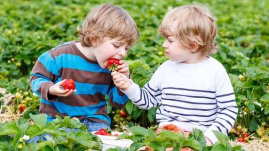 Agriculteur : des fraises sans pesticide ?