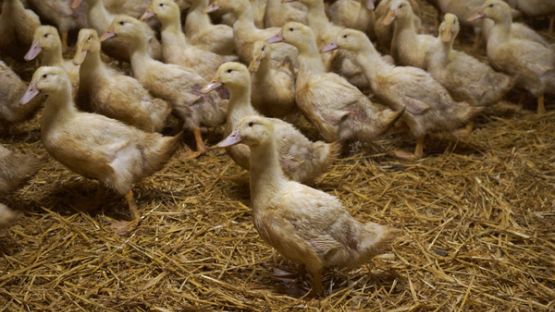 Eleveurs métropolitains : confinez les volailles !