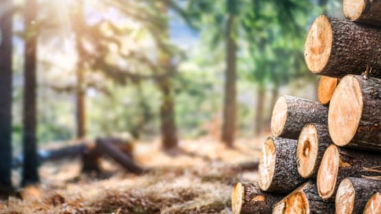 Sylviculteur : prolongation de l’aide financière pour lutter contre le scolyte