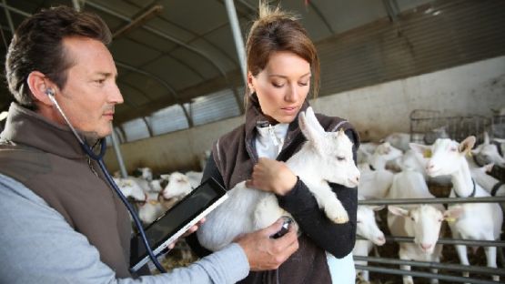 Vétérinaires et soins aux animaux d’élevage : une aide financière… pour qui ?