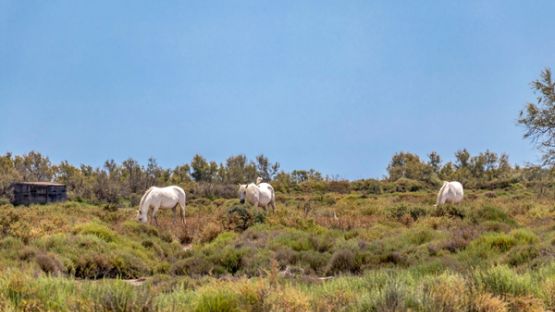 Pesticides : terminés dans les zones Natura 2000 ?
