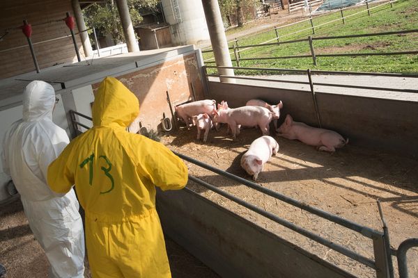Agriculteurs : comment limiter la propagation de la peste porcine africaine ?