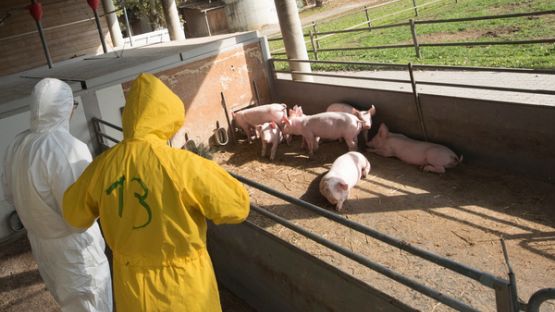 Agriculteurs : comment limiter la propagation de la peste porcine africaine ?