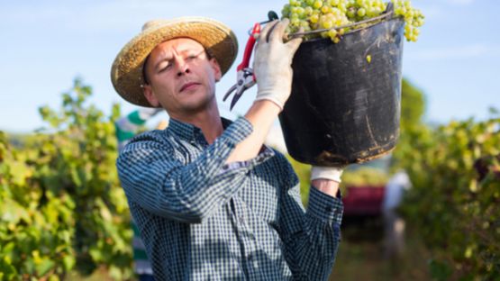 Déclaration viticole en ligne : une date limite à respecter !