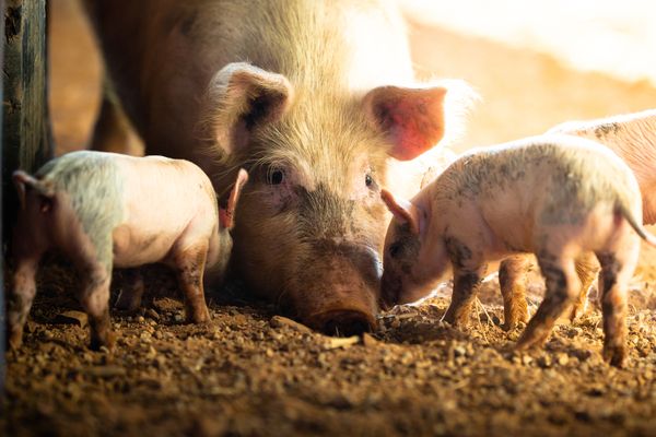 Castration des porcs : de nouvelles précisions réglementaires