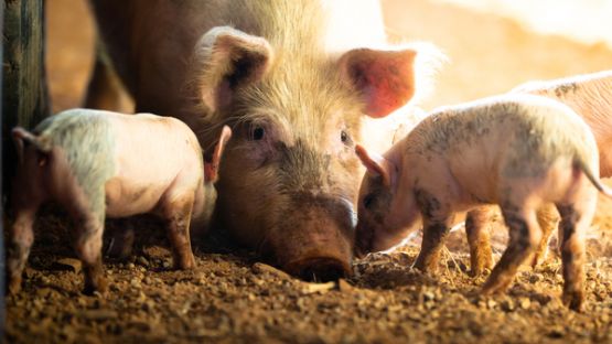 Castration des porcs : de nouvelles précisions réglementaires