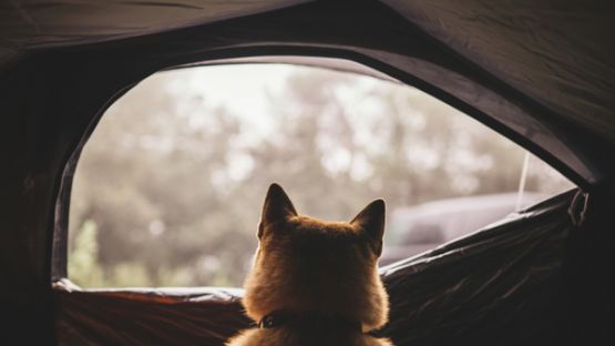 Camping à la ferme : attention aux règles d’urbanisme !