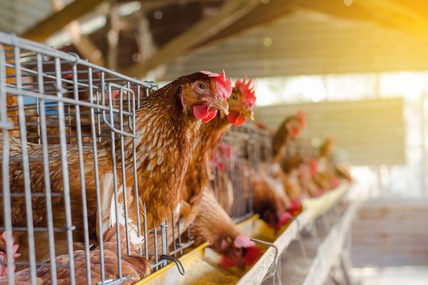 Poules pondeuses en cages : où en est la réglementation ?