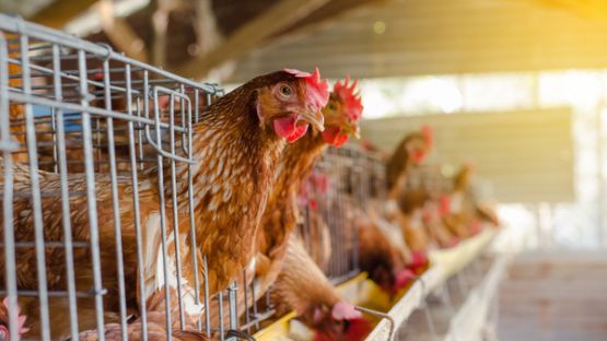 Poules pondeuses en cages : où en est la réglementation ?