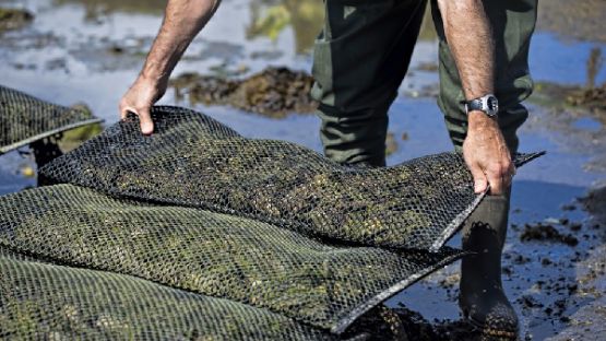 Producteurs d’huîtres : une reproduction encadrée
