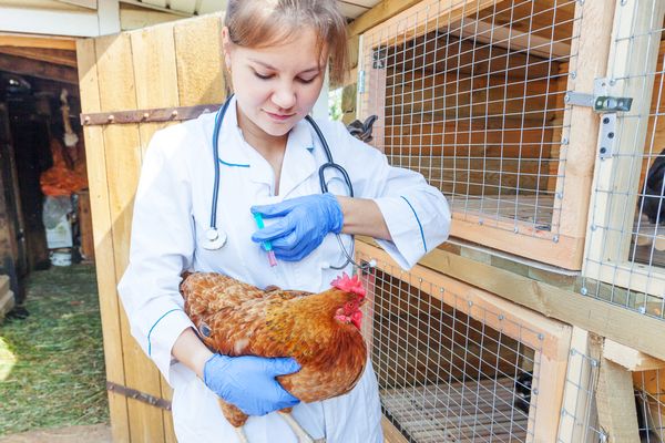 Grippe aviaire : mobilisation des étudiants !